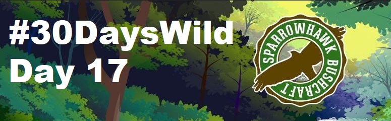Follow a Stream – 30 Days Wild (Day&nbsp;17)