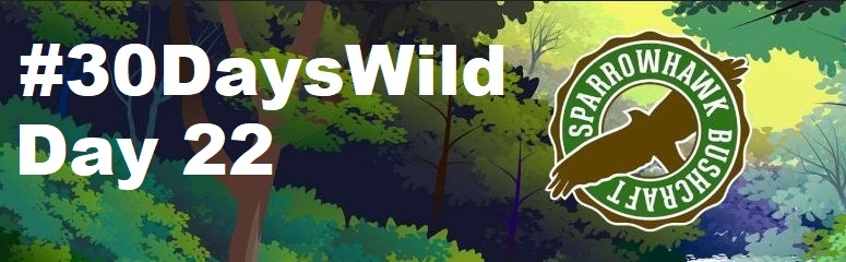 Nature Bingo – 30 Days Wild (Day&nbsp;22)