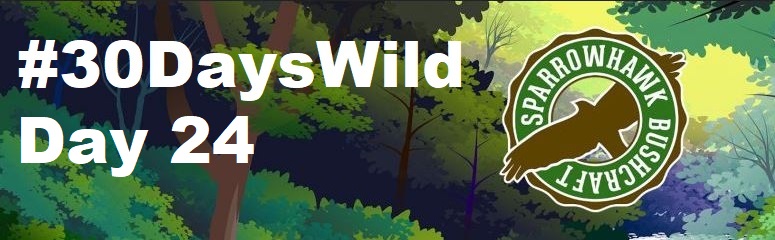 Climb a Tree – 30 Days Wild (Day&nbsp;24)