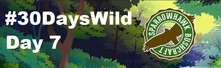 Hedgerows – 30 Days Wild (Day&nbsp;7)