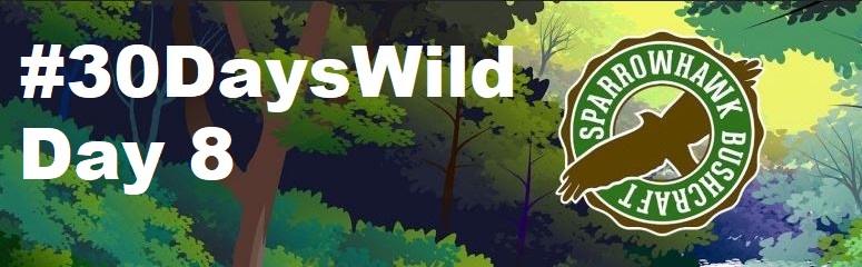 Bats – 30 Days Wild (Day&nbsp;8)