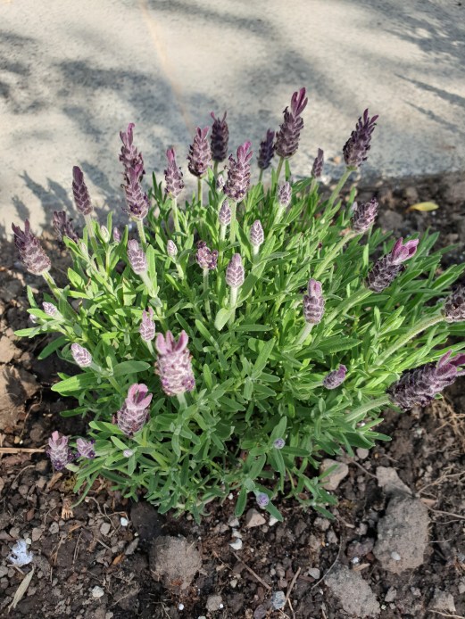 French Lavender