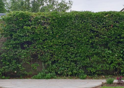 Garden Hedge