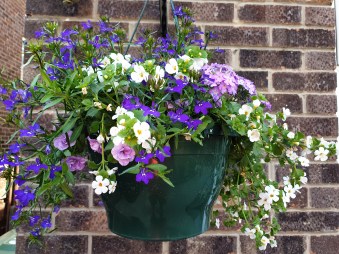 Hanging Baskets