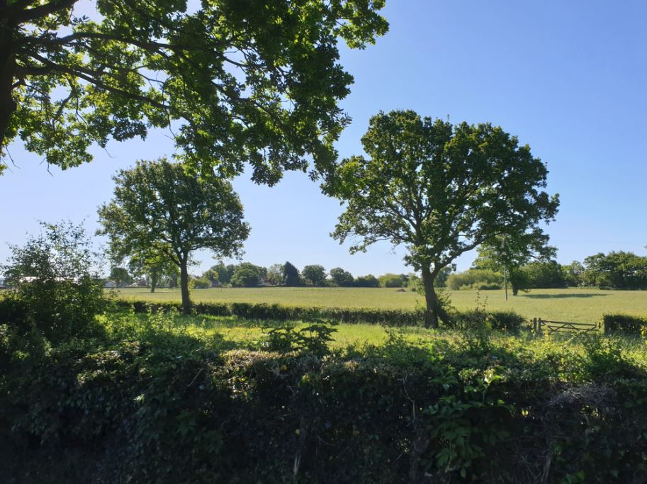 Hedgerow 2