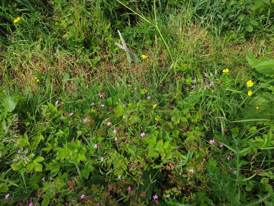 Path Verge