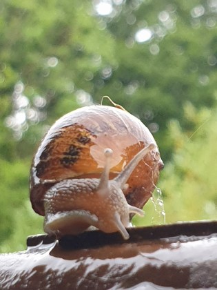 Snail