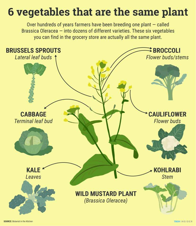 Wild Mustard Plant