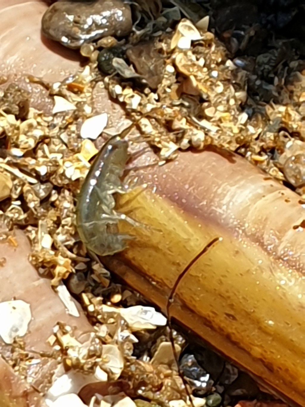 30 Days Wild 2021 – Day 3 – On the beach –&nbsp;Sandhoppers