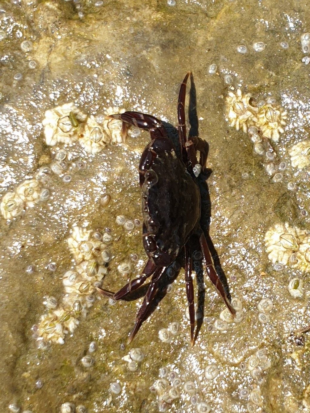 30 Days Wild 2021 – Day 2 – On the beach – Shore Crab and Masked&nbsp;Crab.