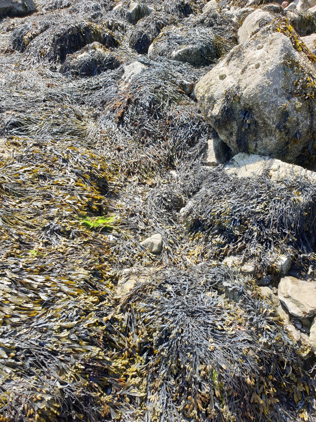 30 Days Wild 2021 – Day 1 – On the beach –&nbsp;Seaweed