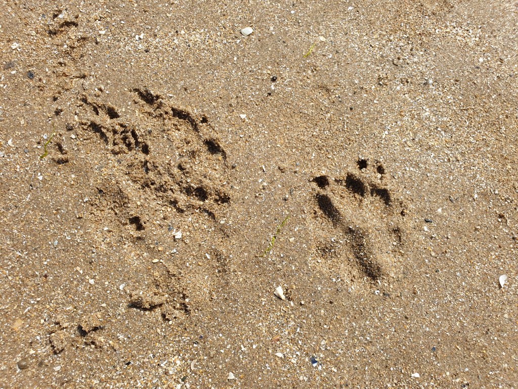 30 Days Wild 2021 – Day 4 – On the beach –&nbsp;Tracking