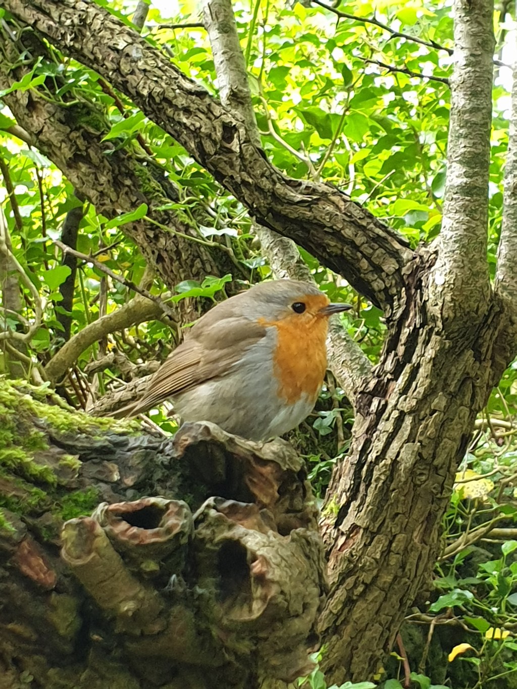 30 Days Wild 2021 – Day 5 – Nature Walking – The&nbsp;Robin
