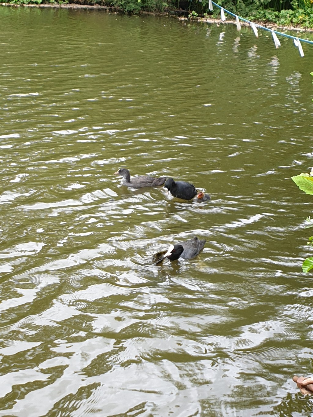 30 Days Wild 2021 – Day 12 – Ponds/Lakes –&nbsp;Coots