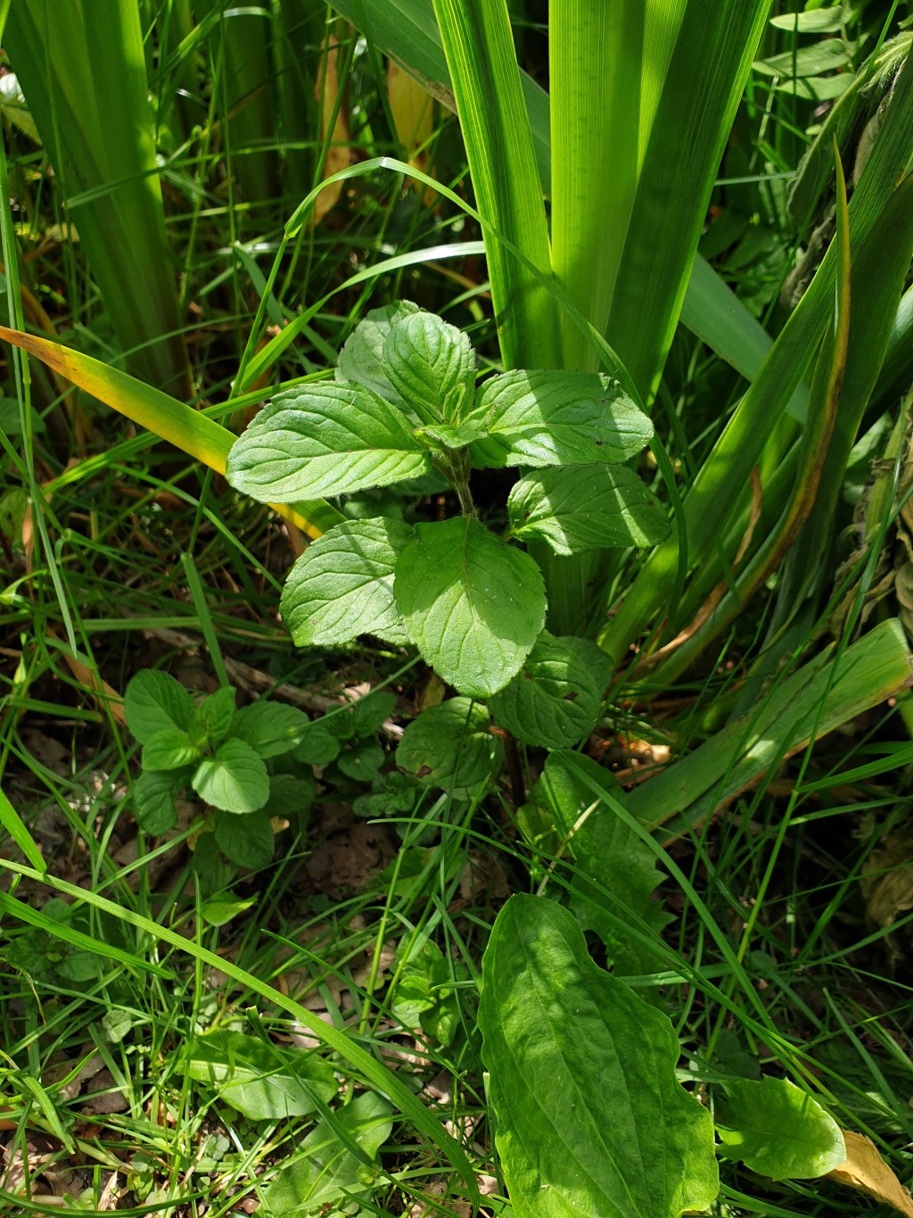 30 Days Wild 2021 – Day 19 – Ponds/Lakes –&nbsp;Mint