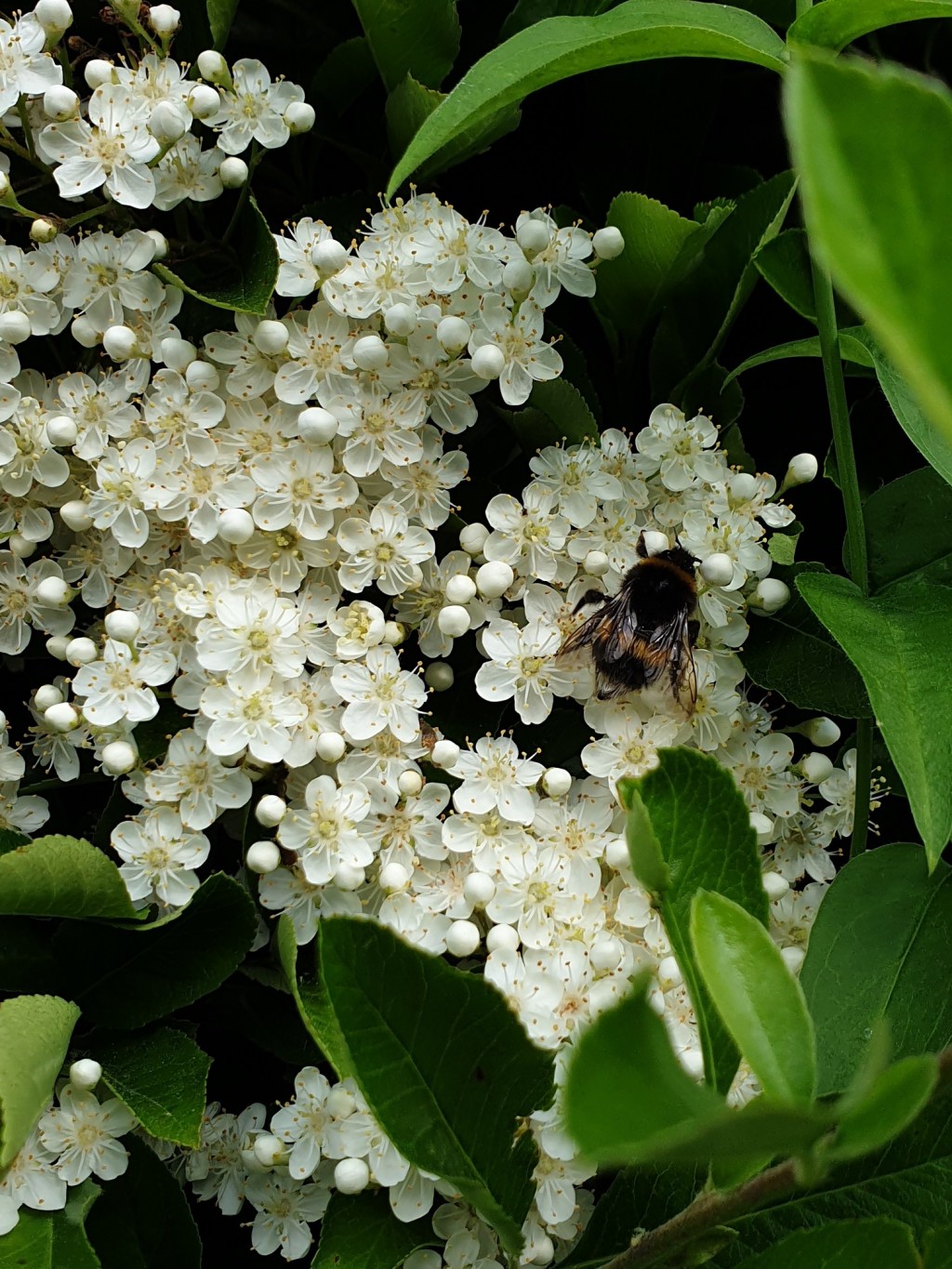 30 Days Wild 2021 – Day 15 – Garden –&nbsp;Bees