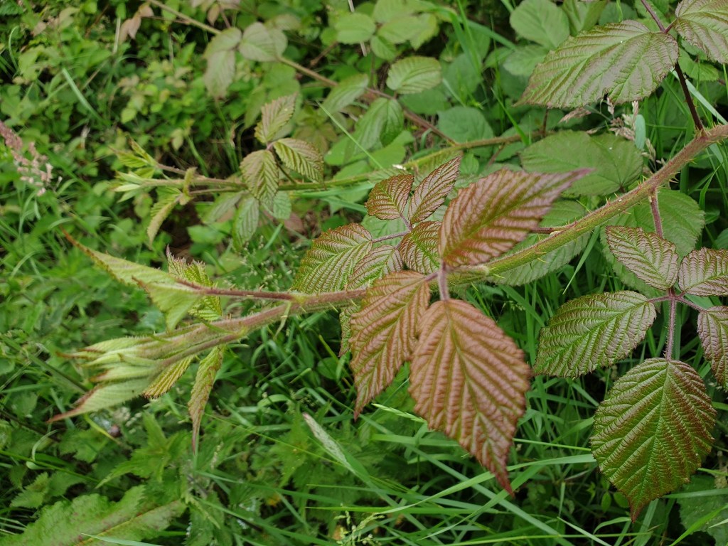 30 Days Wild 2021 – Day 18 – Nature Walk – Bramble/Blackberry