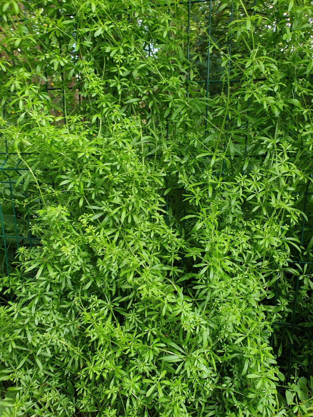 30 Days Wild 2021 – Day 24 – Nature Walk – Goosegrass