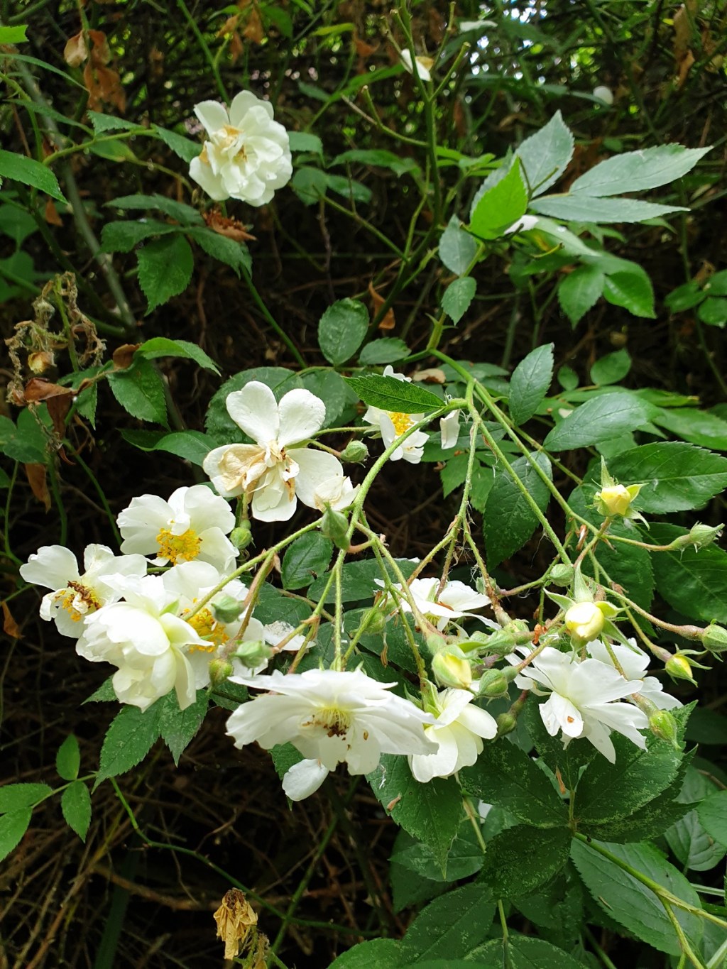 30 Days Wild 2021 – Day 25 – Nature Walk – Dog&nbsp;Rose
