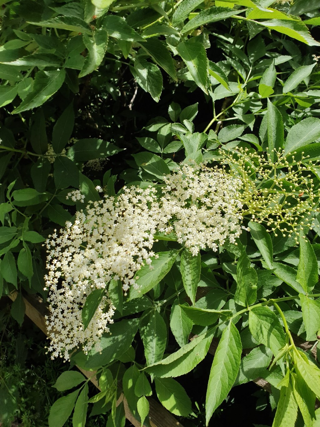 30 Days Wild 2021 – Day 17 – Nature Walk –&nbsp;Elderberry