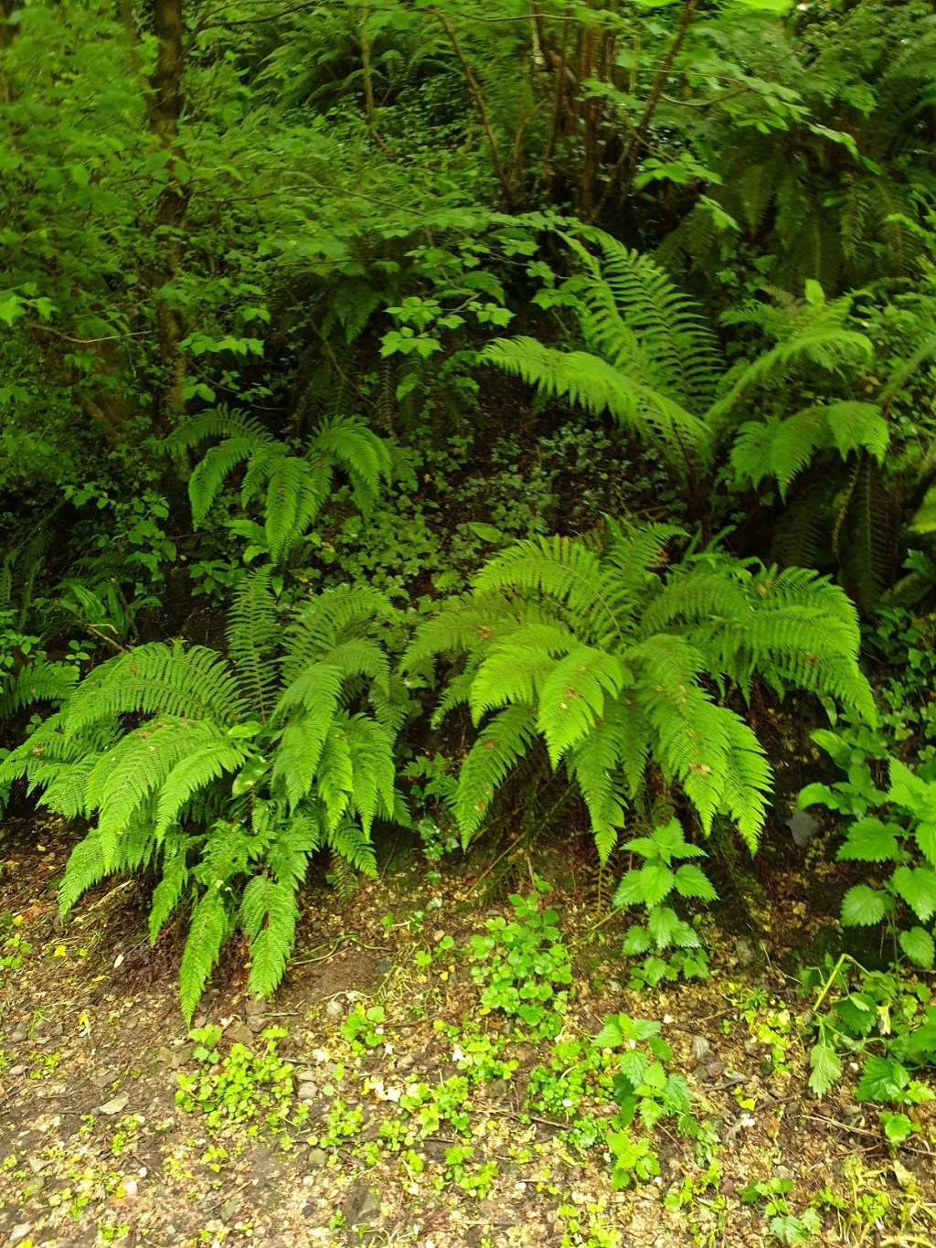 30 Days Wild 2021 – Day 29 –&nbsp;Ferns