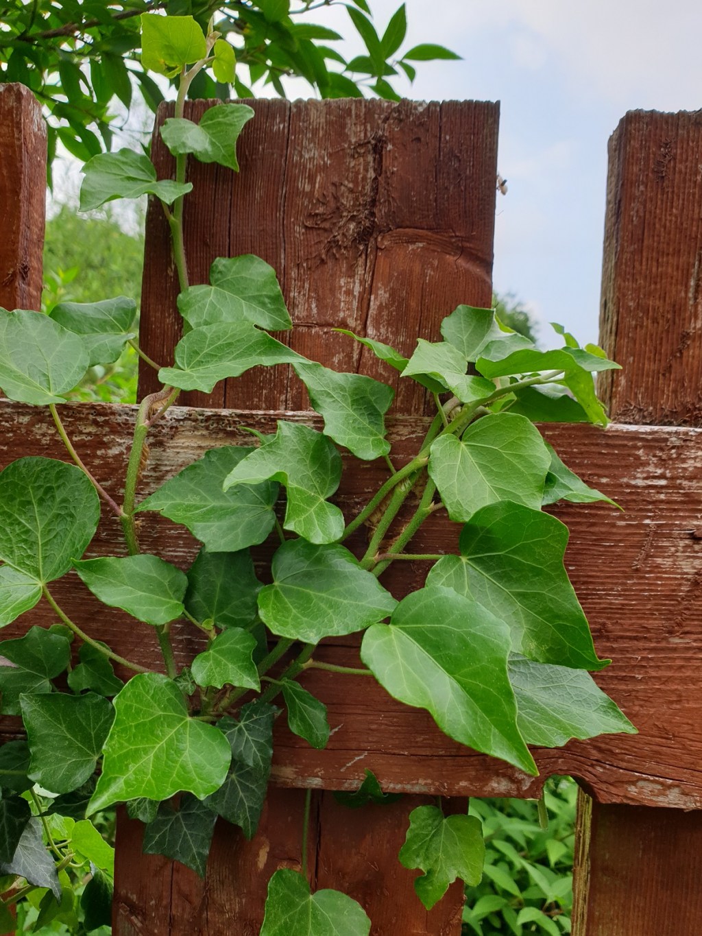 30 Days Wild 2021 – Day 27 – Nature Walk –&nbsp;Ivy