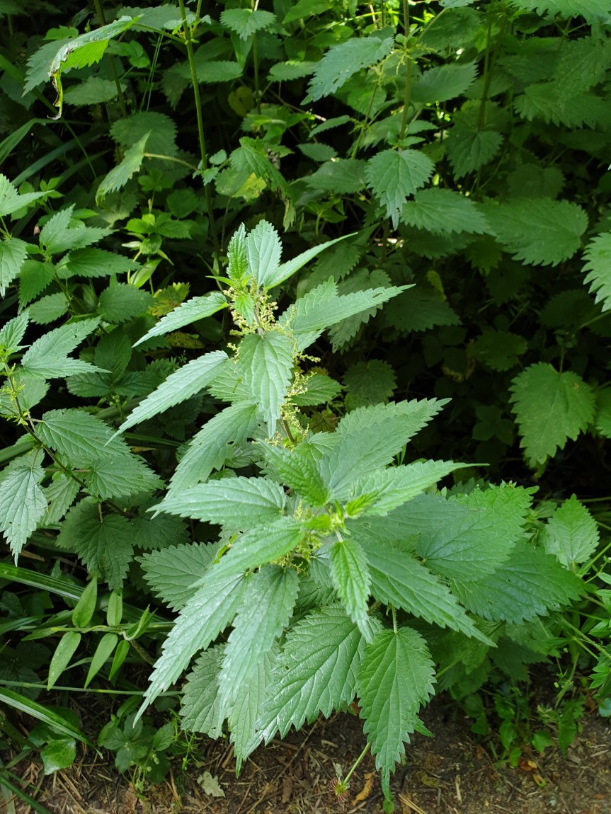 30 Days Wild 2021 – Day 16 – Garden –&nbsp;Nettles