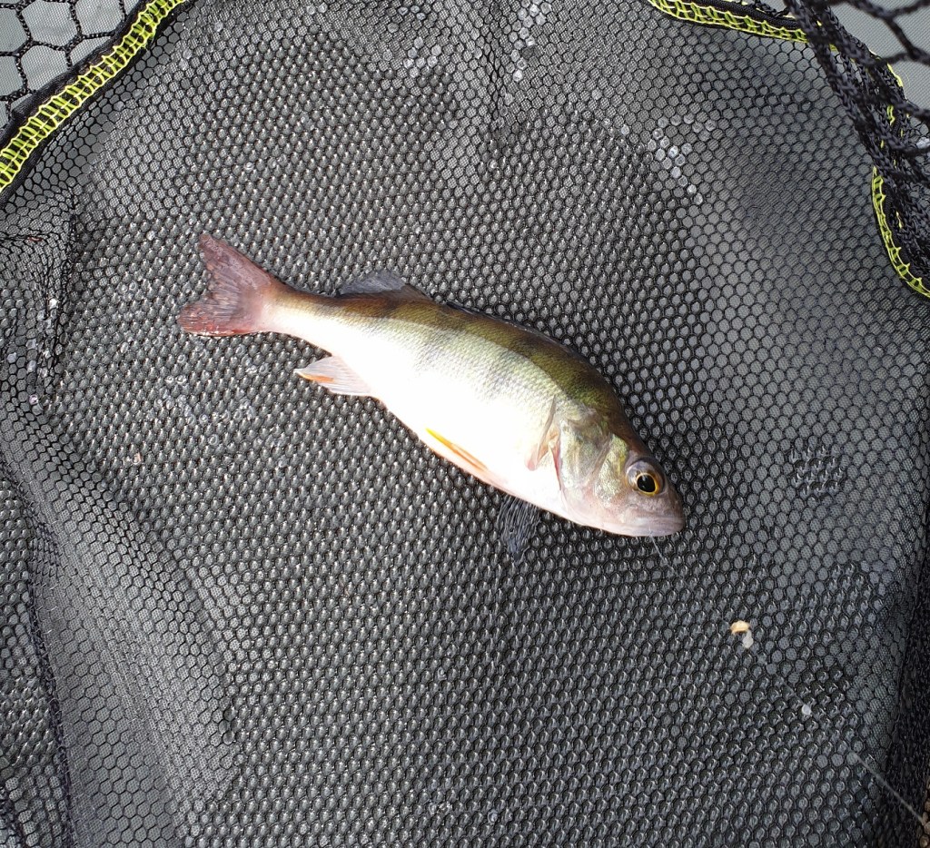 30 Days Wild 2021 – Day 14 – Ponds/Lakes –&nbsp;Perch
