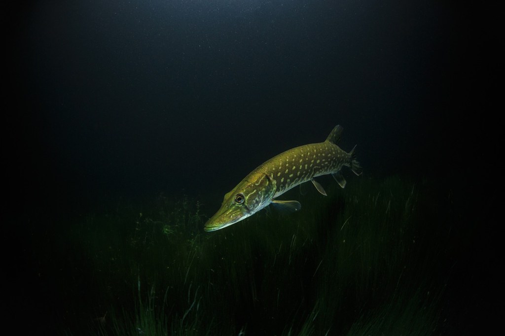30 Days Wild 2021 – Day 13 – Ponds/Lakes –&nbsp;Pike
