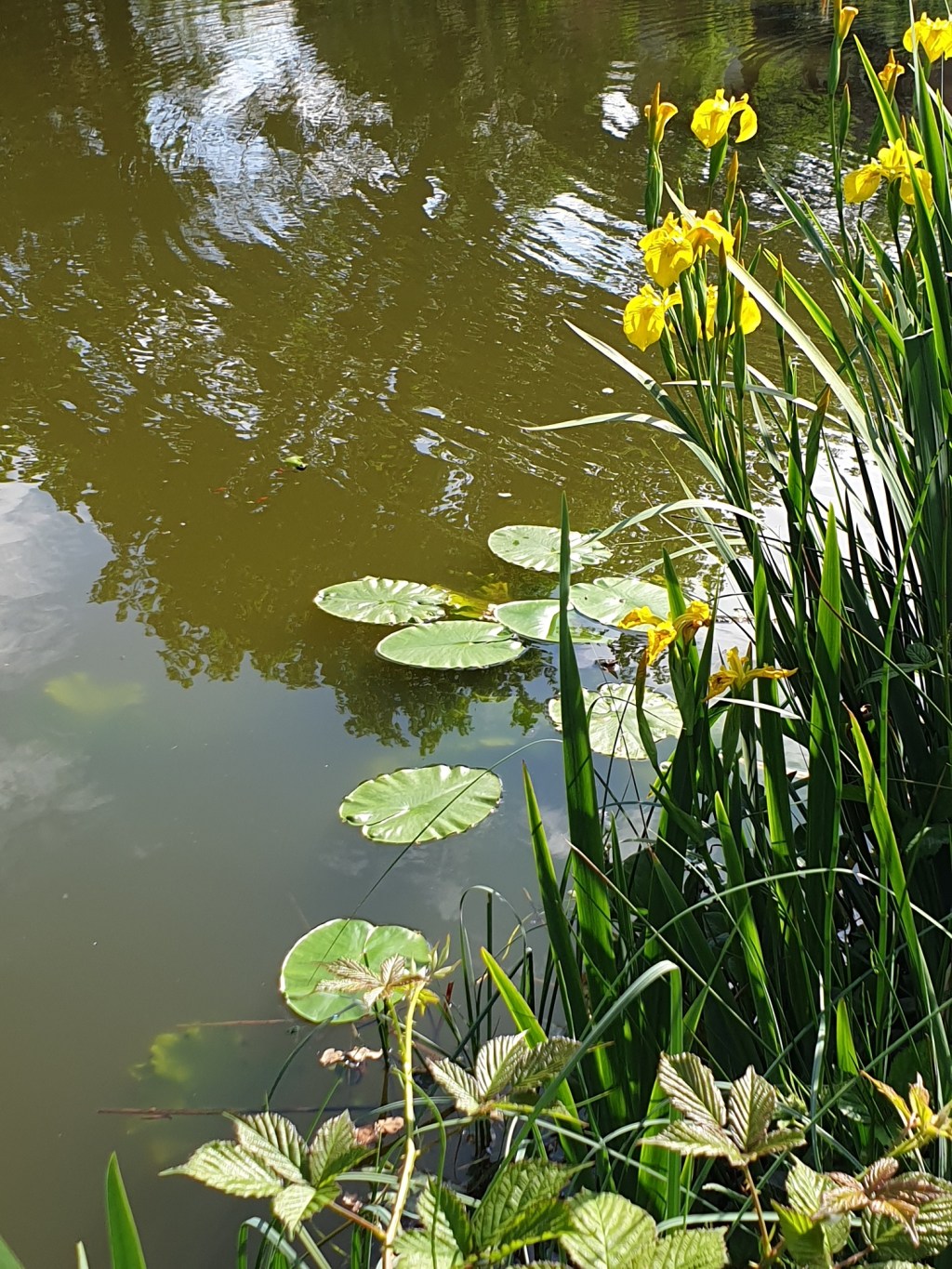 30 Days Wild 2021 – Day 7 – Nature Walking –&nbsp;Ponds/Lakes