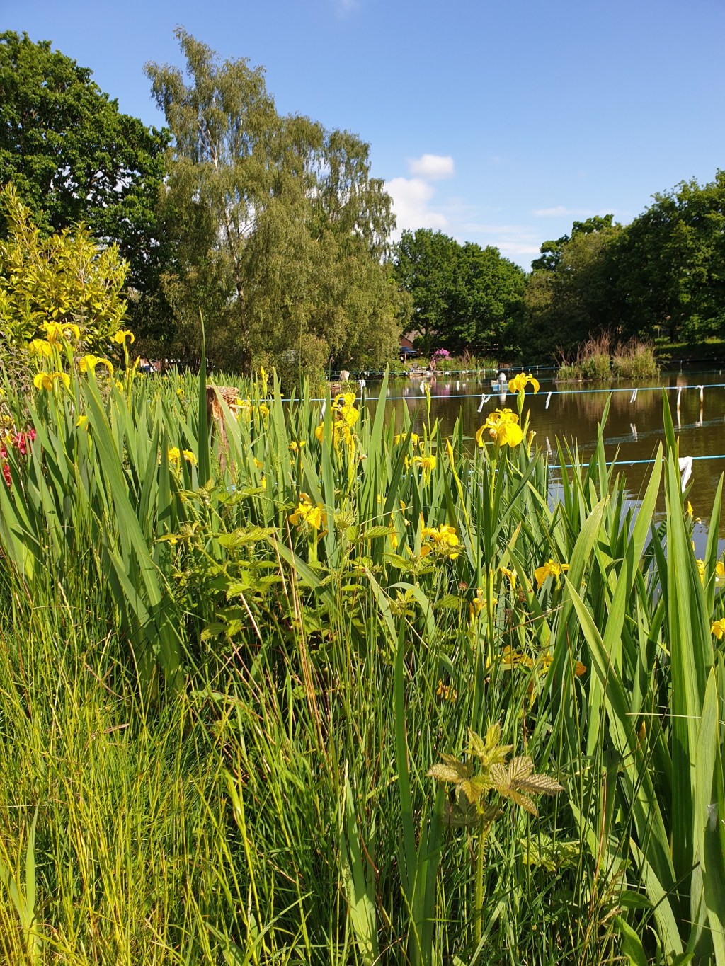 30 Days Wild 2021 – Day 9 – Ponds/Lakes – Water&nbsp;Iris