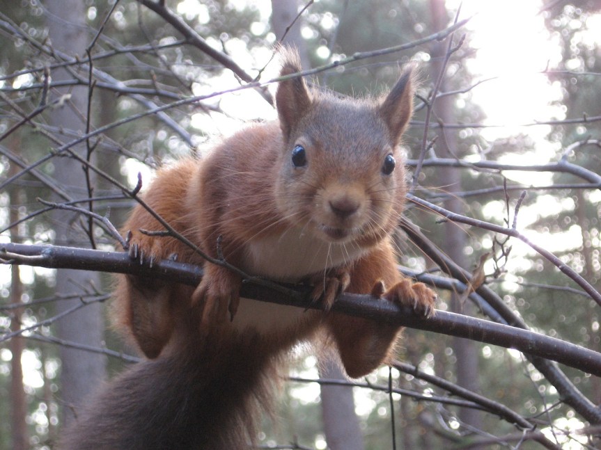 30 Days Wild 2021 – Day 6 – Nature Walking – The Red&nbsp;Squirrel