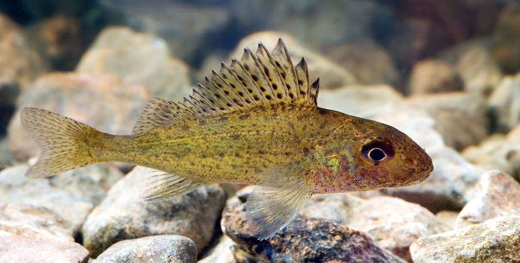 30 Days Wild 2021 – Day 20 – Ponds/Lakes –&nbsp;Ruffe