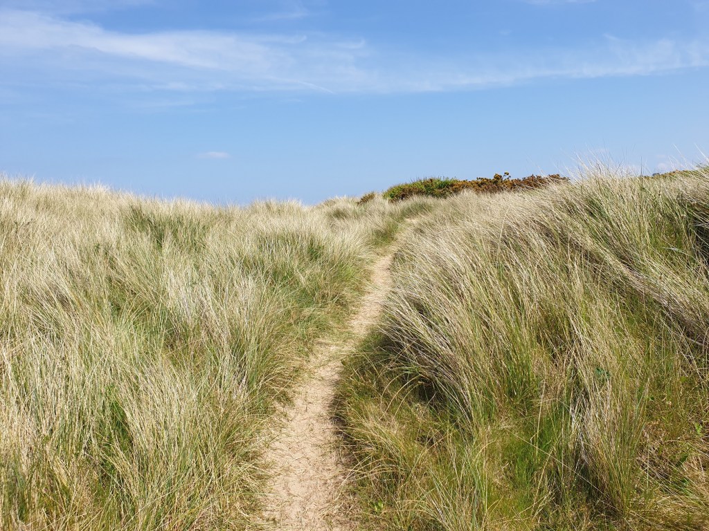 30 Days Wild 2021 – Day 10 – On the beach – Sand&nbsp;Dunes