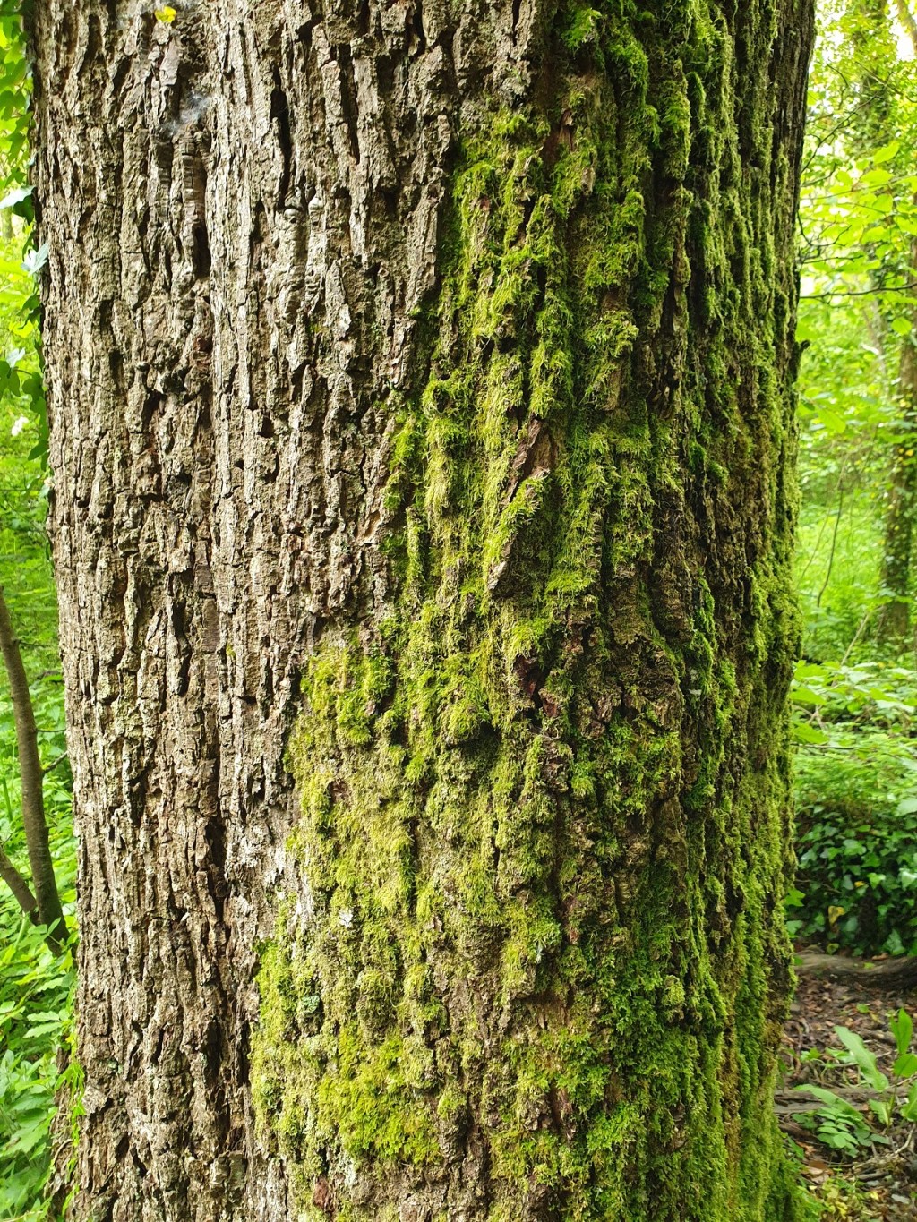 30 Days Wild 2021 – Day 23 – Nature Walk – Tree Moss