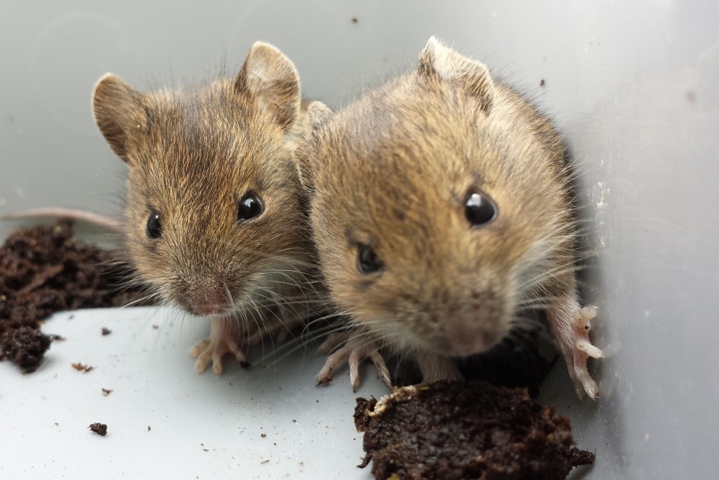 30 Days Wild 2021 – Day 21 – Nature Walk – Wood&nbsp;Mouse