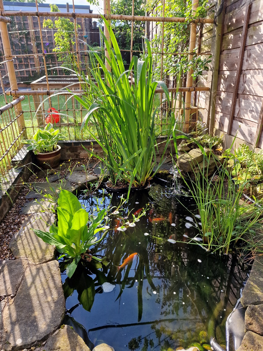 30 Days Wild 2022 – Day 1 – Pond&nbsp;Update