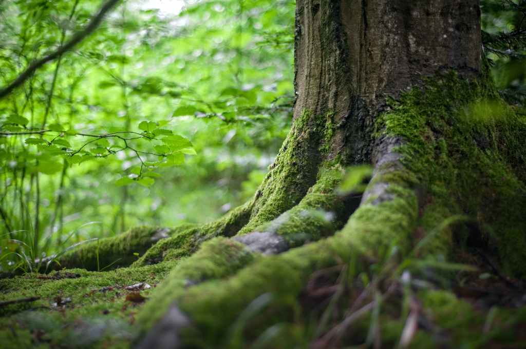 Best Top 5 Bushcraft Podcasts&nbsp;2023