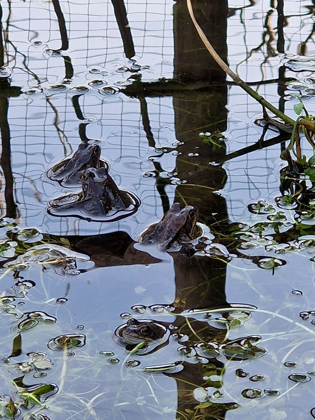 The croaking chorus of&nbsp;spring