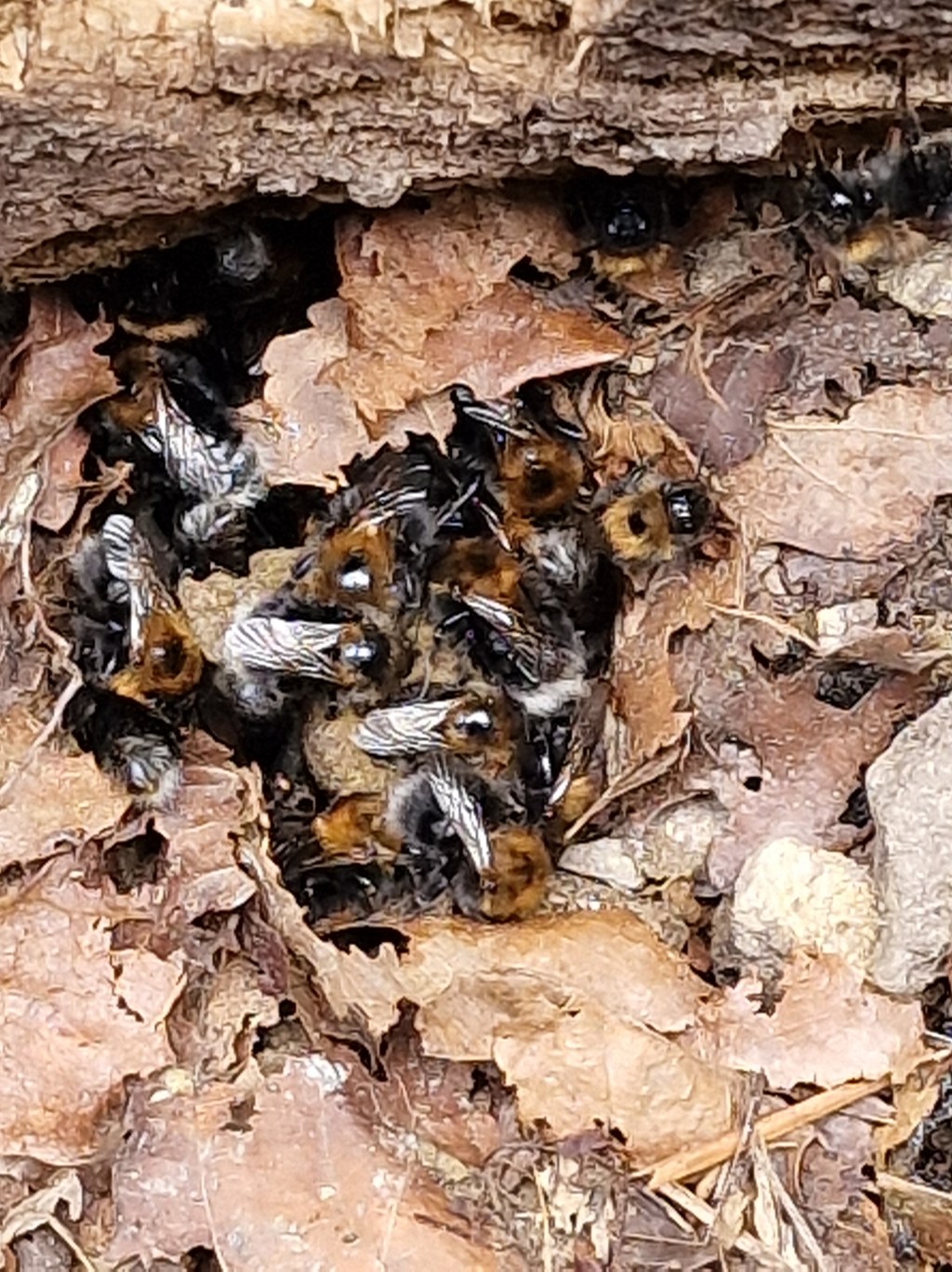 The Tree Bumblebee: A Surprising Discovery on This Morning’s Dog&nbsp;Walk